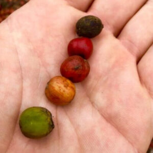 Kaffeeprojekt_4-448x400